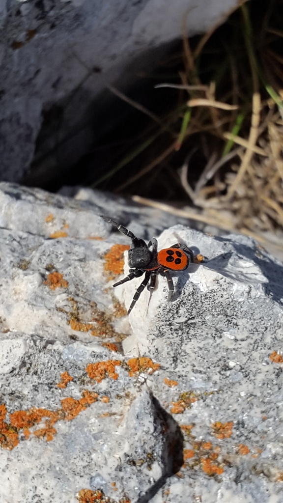 Eresidae:  Eresus sp.  - Monte Genzana (Scanno - AQ)